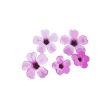 Fleurs