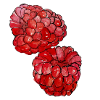 Himbeeren 