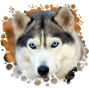 Husky