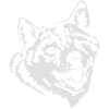 (115) Shiba Inu