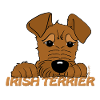 Irish Terrier Kopf