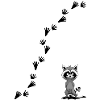 Racoon with tracks