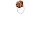 pocket DOG2