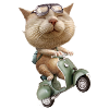 RUNAWAY CAT