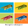 Pop Art Drosophila