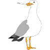 Seagul smoking