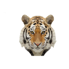 Low Poly Tiger