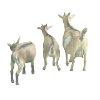 Farm Goats