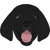 Labrador