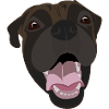Boxer