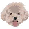 Poodle