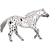 Appaloosa is running