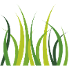herbes