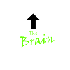 The Brain