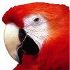 parrot