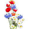 Mohn-Kornblumen-Margerite