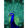 pfau