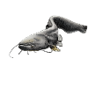catfish