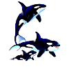 Killer Whale Family