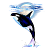 MOONSHINE ORCA