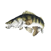 pike-perch