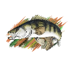 pike-perch