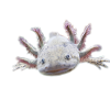 Axolotl