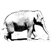 elefant