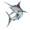 Marlin