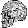 Skull_Lines.png