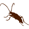 Käfer Bug