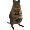 Quokka