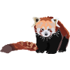 Roter Panda
