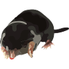 mole