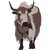 Yak