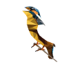 Eisvogel