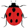 Marienkäfer