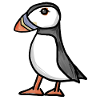puffin