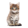 Katzenbaby