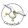 Lachmöwe