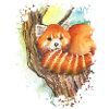 Red Panda