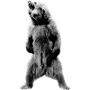 Bär