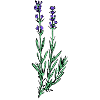 Lavendel