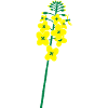 Raps Blühte