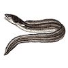 eel fishing