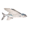 Schwalbe fish (flying fish)
