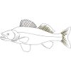 Target fish Zander