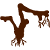 Root