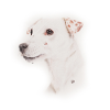 Jack Russell, Whistle