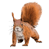 squirrel